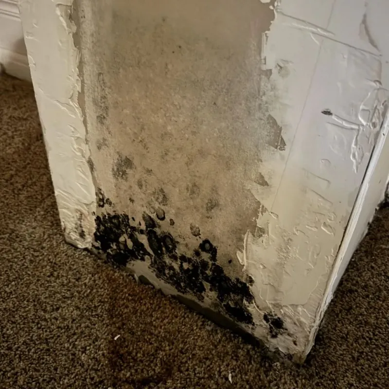 Professional Mold Removal in Saranac, MI